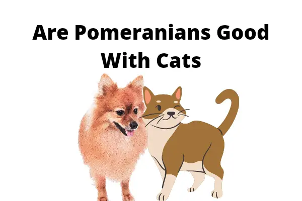 are pomeranians good with cats