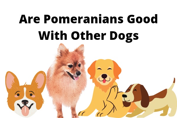 are pomeranians good with other dogs