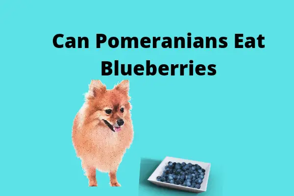 can pomeranians eat blueberries