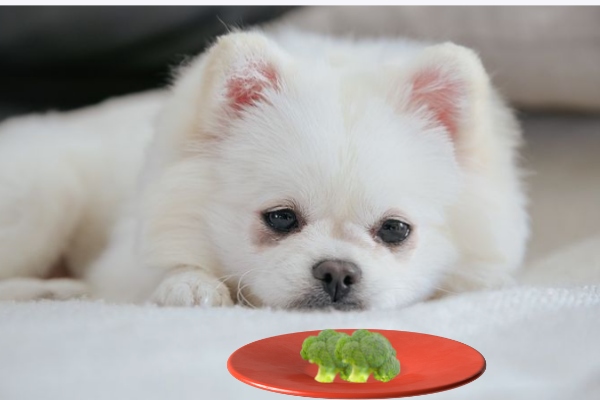 Can Pomeranians Eat Broccoli: Pros, Cons & 3 Ways To offer