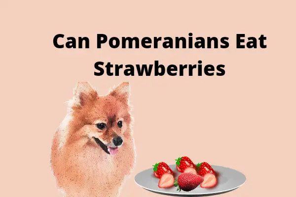 can pomeranians eat strawberries