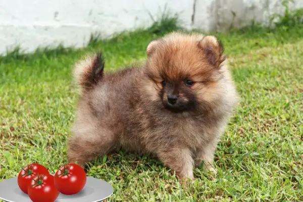 can pomeranians eat tomatoes