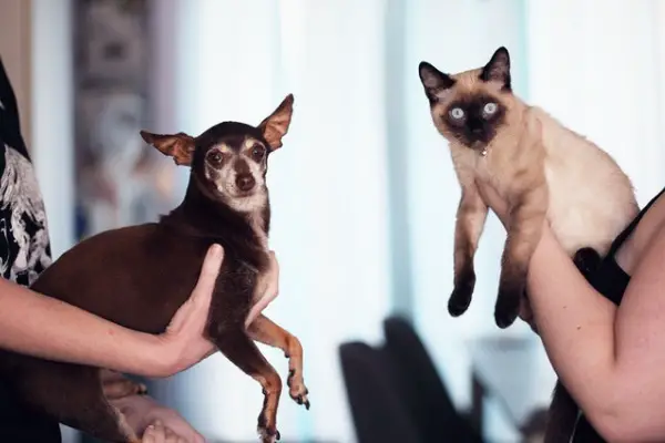 do chihuahuas get along with cats