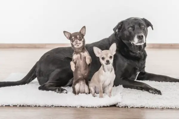 do chihuahuas get along with other dogs