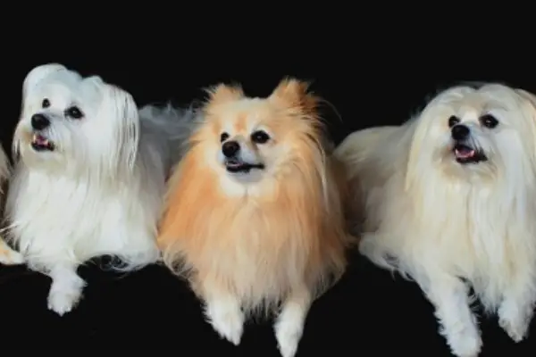 19 Common Pomeranian Pros And Cons Explained