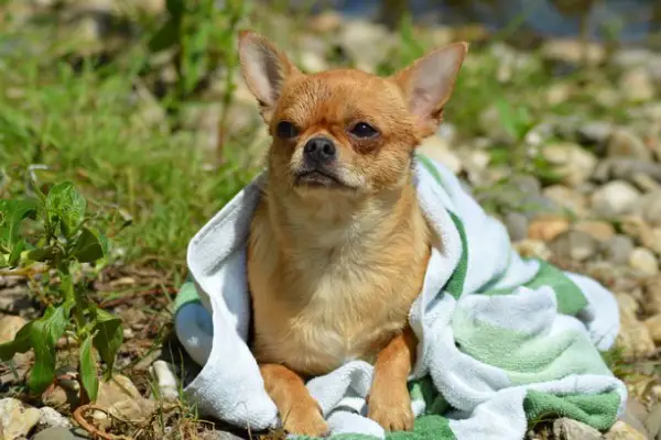 Bath your Chihuahua
