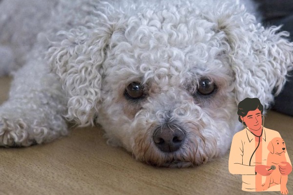 7 Common Bichon Frise Health Issues You Should Know 7 Common Bichon Frise Health Issues You Should Know