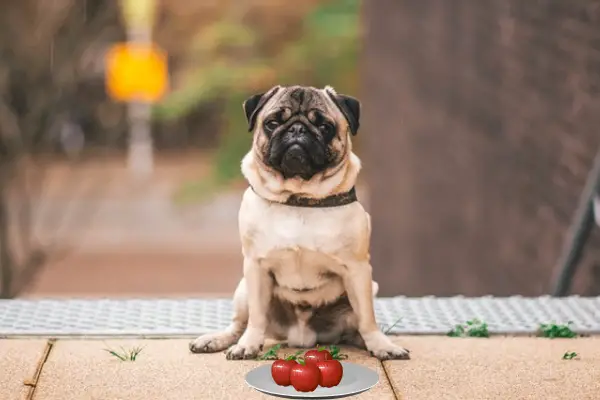 Can Pugs Eat Apples: 3 Ways To Offer, Pros & Cons