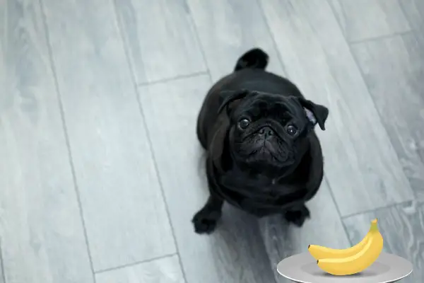Can Pugs Eat Bananas