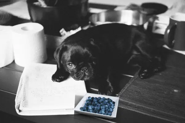 Can Pugs Eat Blueberries