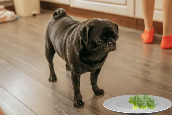 Can Pugs Eat Broccoli