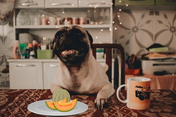 Can Pugs Eat Cantaloupe