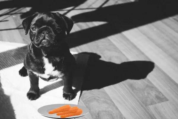 Can Pugs Eat Carrots (How To Feed, 8 Pros & Cons)