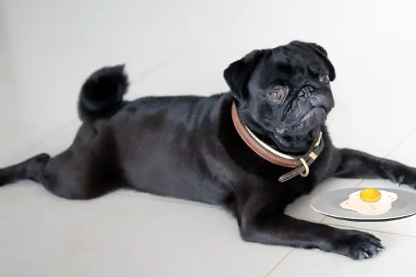 Can Pugs Eat Eggs (How To Feed, 7 Pros & Cons)