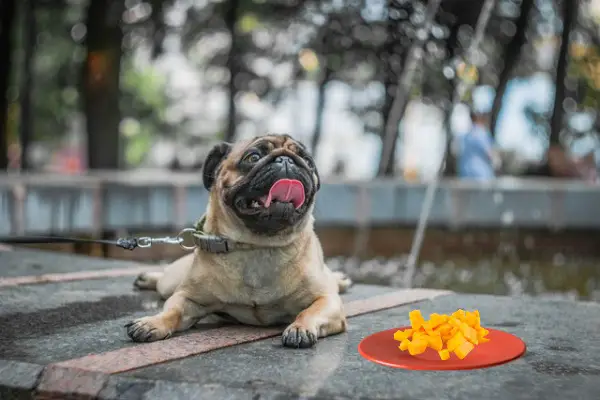 Can Pugs Eat Mango: 4 Ways To Offer, Pros & Cons
