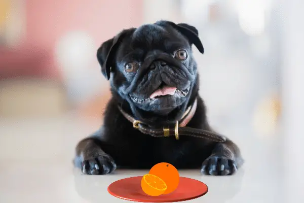 Can Pugs Eat Oranges