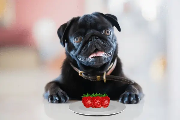 Can Pugs Eat Strawberries