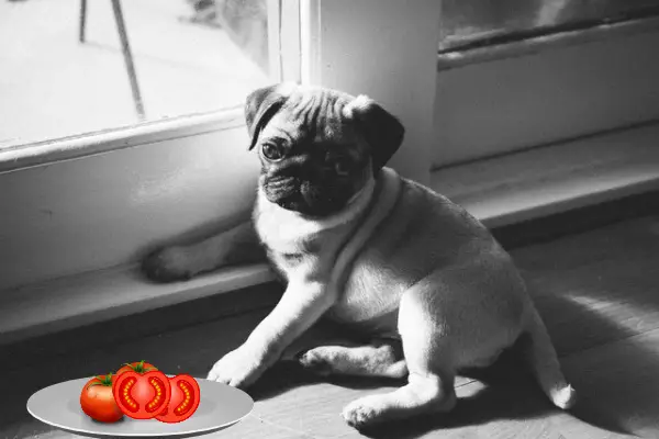 Can Pugs Eat Tomatoes (5 Pros, Cons & More)