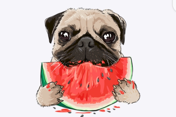 Can Pugs Eat Watermelon