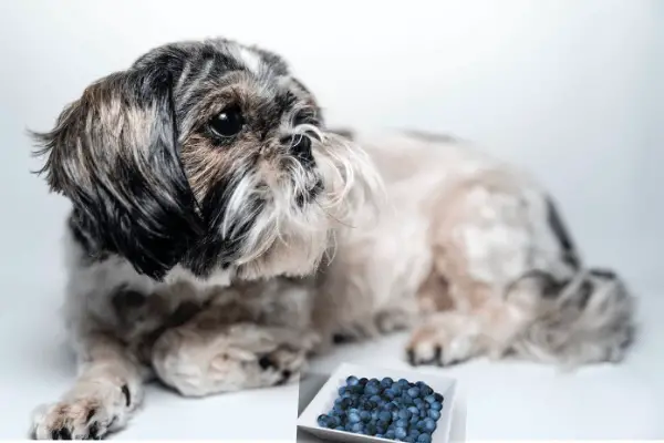 Can Shih Tzu Eat Blueberries (8 Pros, Ways To Feed & Cons)