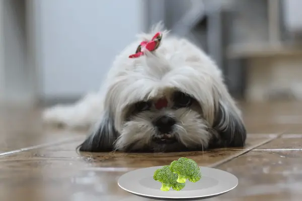 Can Shih Tzu Eat Broccoli