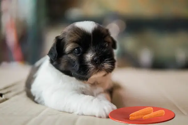 Can Shih Tzu Eat Carrots (3 Ways To Feed, Pros & Cons)