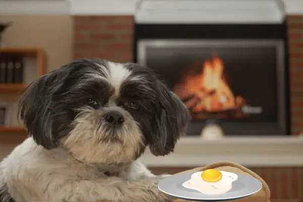 Can Shih Tzu Eat Eggs (2 Ways To Feed & Benefits)