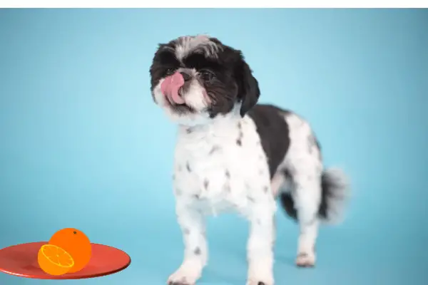 Can Shih Tzu Eat Oranges (How To Feed & 5 Cons)