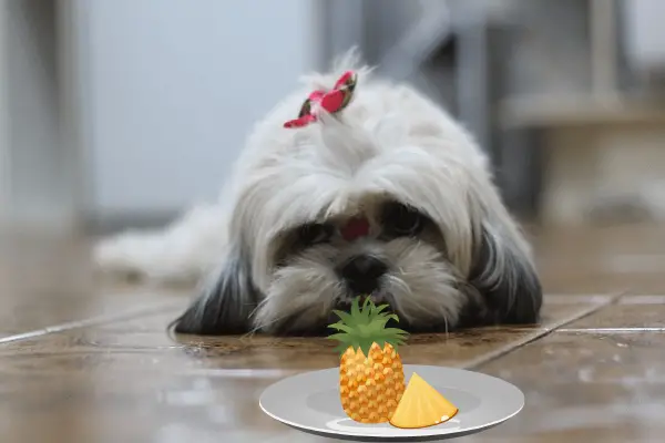 Can Shih Tzu Eat Pineapple