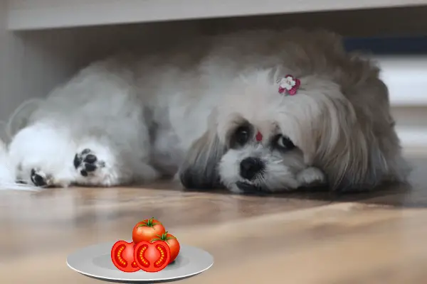 Can Shih Tzu Eat Tomatoes (5 Pros, Cons & How To Offer)