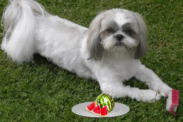Can Shih Tzu Eat Watermelon (4 Ways To Feed & More)