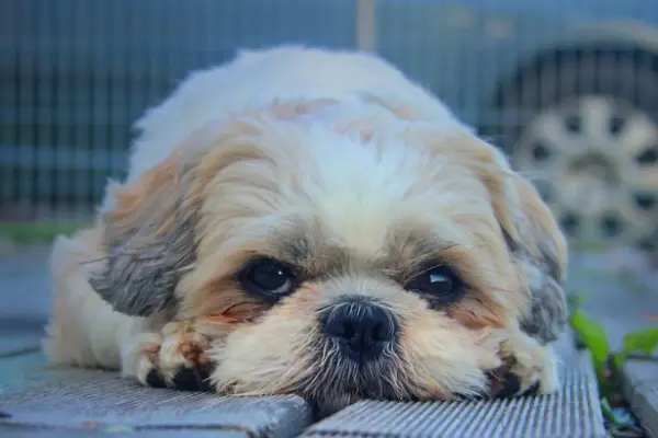 Can Shih Tzus Be Left Alone (9 Helpful Tips & Risk)
