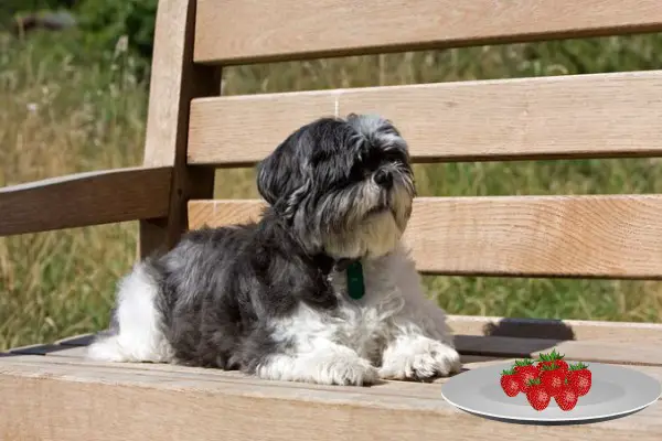 Can Shih Tzus Eat Strawberries (6 Cons, Pros & How To Offer)