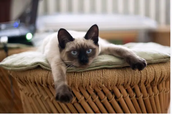 Can A Siamese Cat Be Left Alone (10 Tips To Help Them Stay Alone)