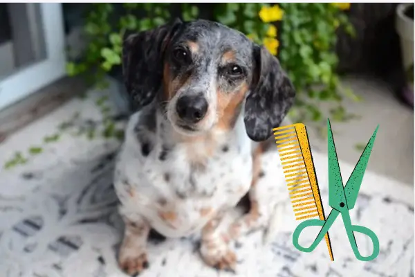 Do Dachshunds Shed: 8 Shedding Causes With Control Tips