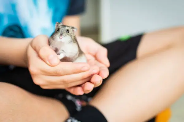 Do Hamsters Like To Be Held