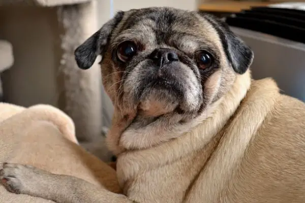 Do Pugs Shed a Lot: 9 Shedding Triggers & 9 Control Tips