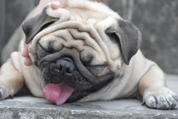 10 Common Pug Dying Symptoms & Ways To Comfort Them