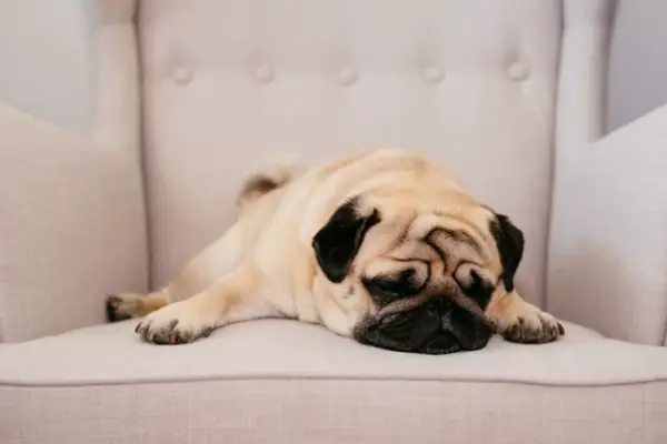 Pug Separation Anxiety: 7 Signs, Causes & Fix