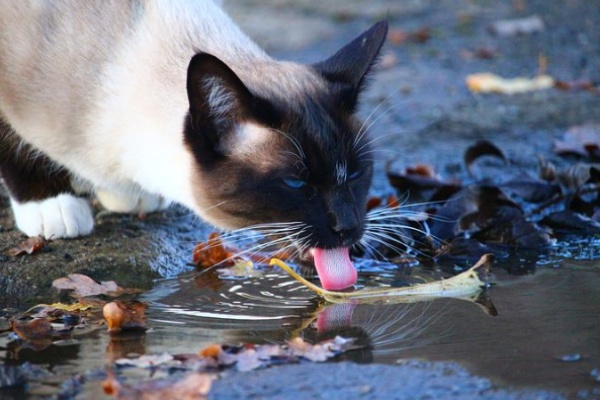 Siamese cats like water
