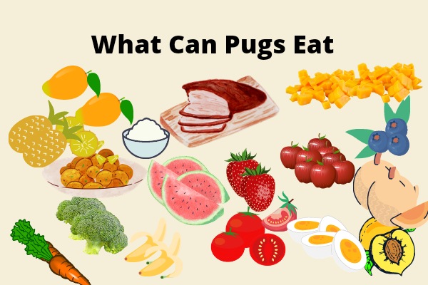 What Can Pugs Eat