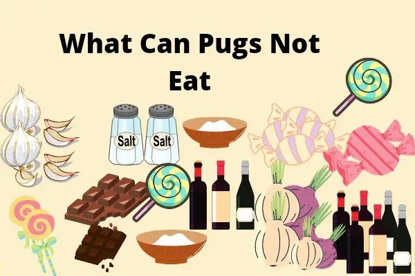 What Can Pugs Not Eat