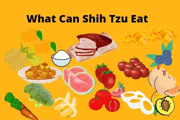 what should shih tzu eat