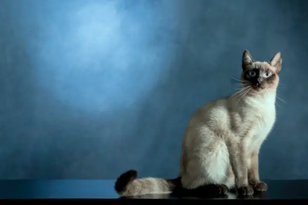 When Do Siamese Cats Stop Growing (7 Factors Explained)