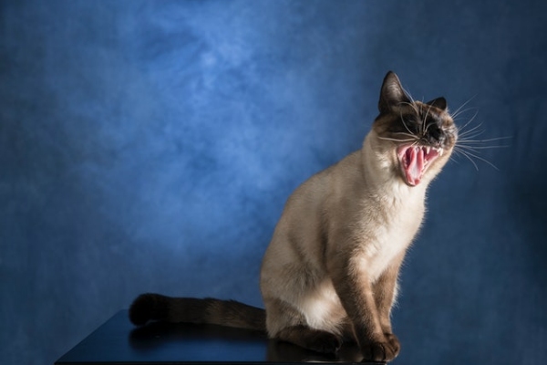 Why Are Siamese Cats So Vocal (9 Reasons & Tips)