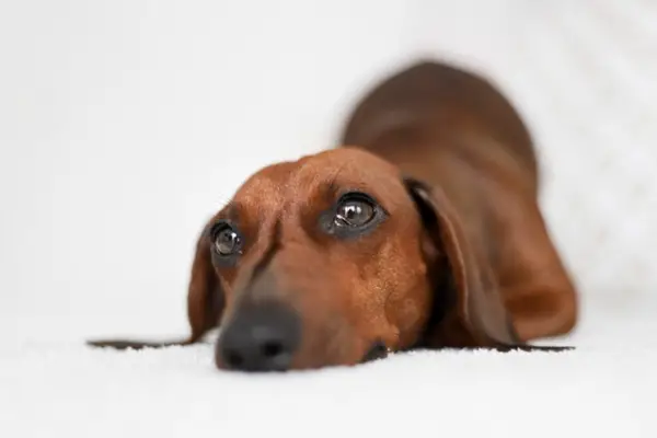 Why Do Dachshunds Cry So Much: 10 Reasons & Tips