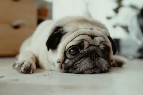 Why Do Pugs Cry So Much (9 Common Reasons)