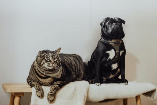 are pugs good with cats