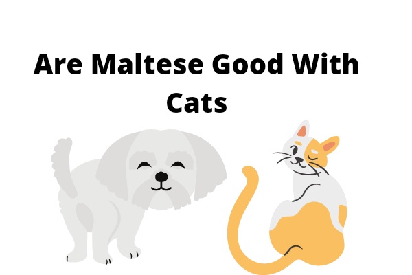 Are Maltese Good With Cats