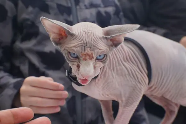 Are Sphynx Cats Mean (8 Reasons Explained)